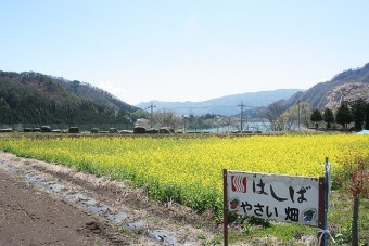 「菜の花エコプロジェクト」で地域や環境保護に貢献