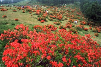 湯ノ丸山のツツジの群生