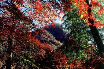 秋には紅葉も楽しめます。