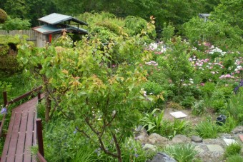 山野草の咲く庭園を吾妻川沿いの露天へと進む