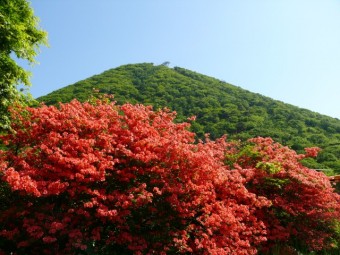 6月はツツジが色鮮やかに咲きます